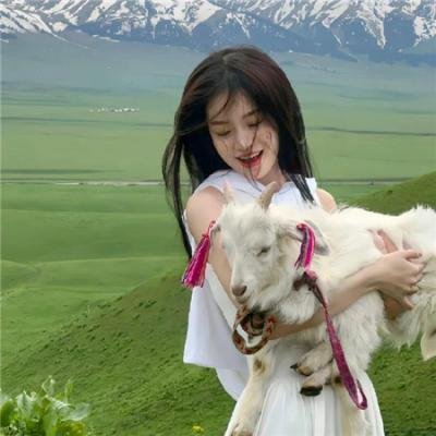 企鹅之岛：福克兰
